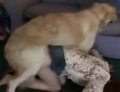 Casada traindo marido com cão na ligeirinha
