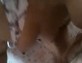 Tetudinha gostosa amadora suga pau e trepa